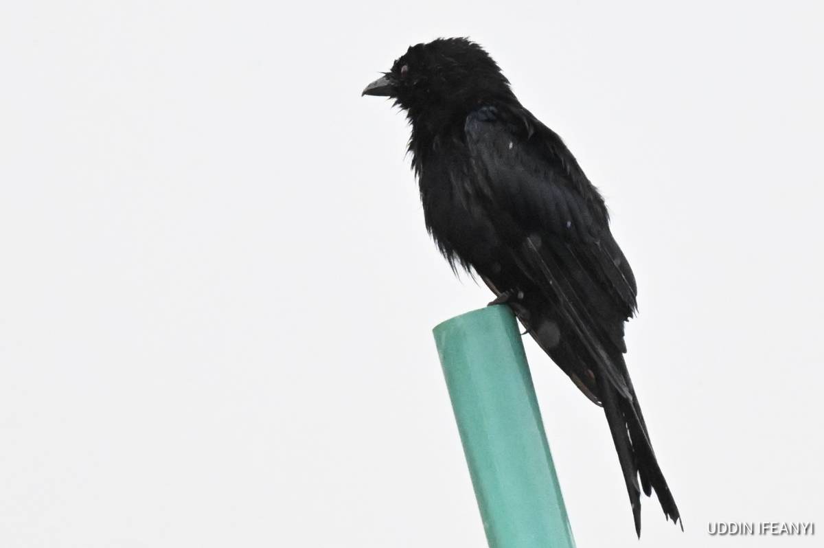 The Fork-tailed Drongo (Dicrurus adsimilis) is one of Africa's most intelligent and charismatic bird...