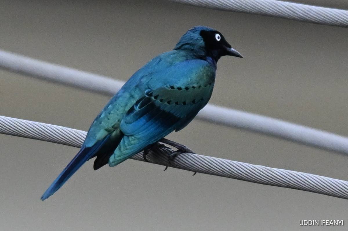 The Splendid Starling's (Lamprotornis splendidus) glossy feathers shimmer from blue to green dependi...