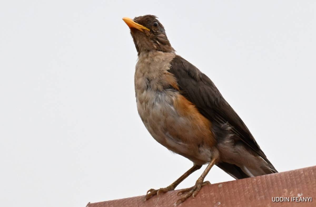 The African Thrush (Turdus pelios) is an adaptable bird, equally at home in forests, parks and subur...