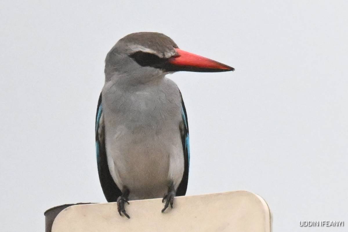 In many parts of Africa, the Woodland Kingfisher’s (Halcyon senegalensis) arrival coincides with the...