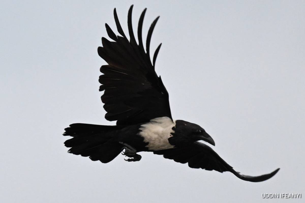 Highly intelligent and endlessly adaptable, Pied Crows (Corvus albus) are opportunistic feeders, eat...