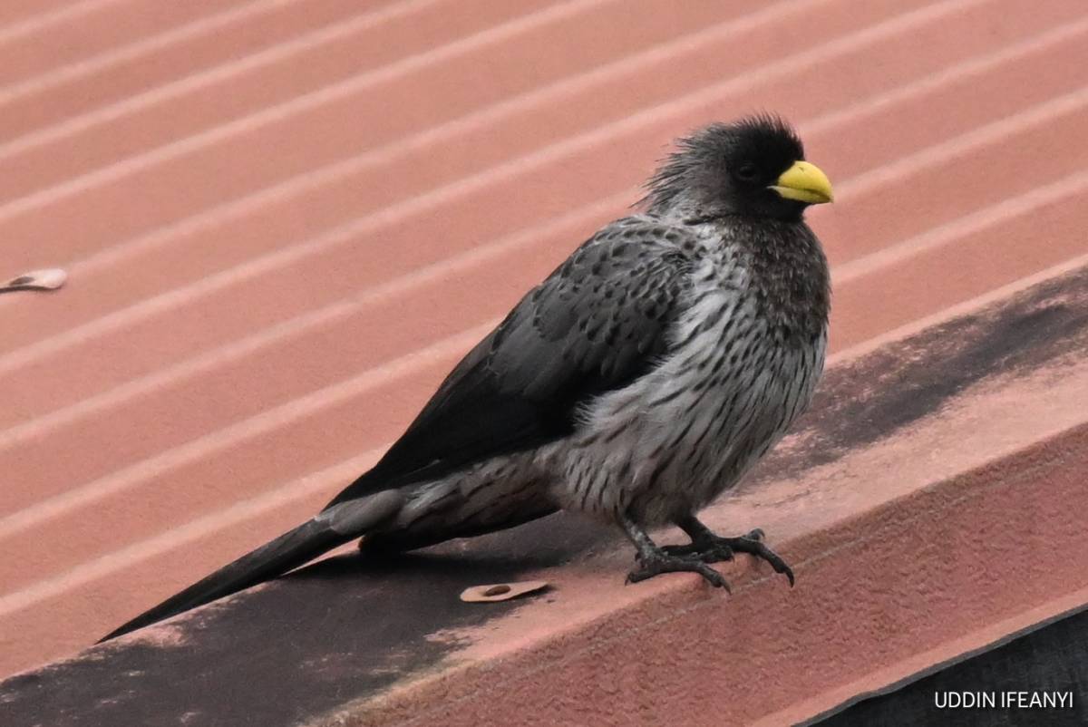 Known for their loud, unmistakable calls, Western Plantain-eaters (Crinifer piscator) are among the...