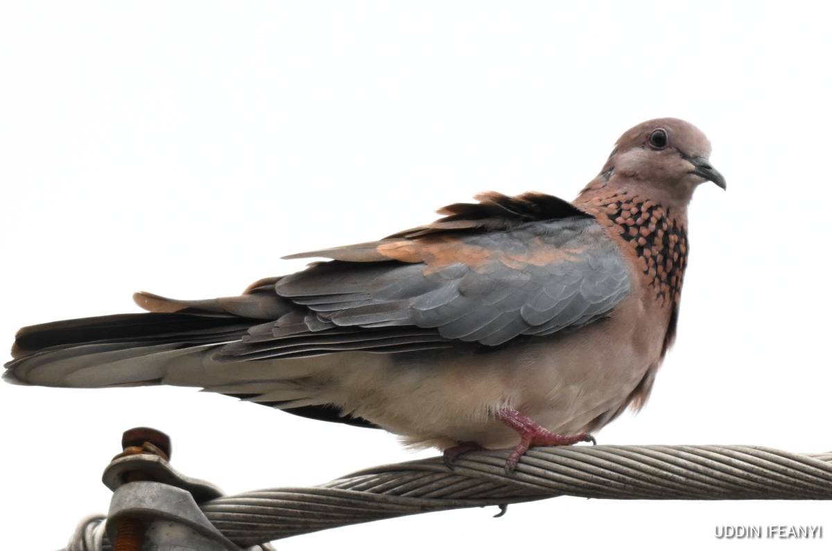 Sometimes the most familiar birds are the easiest to overlook—until you stop and really look.

A fam...