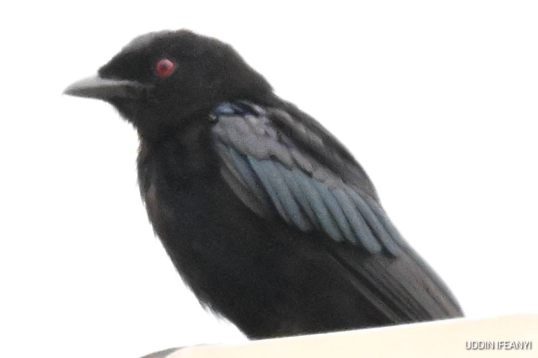 The Fork-tailed Drongo (Dicrurus adsimilis) is one of Africa's most intelligent and charismatic bird...