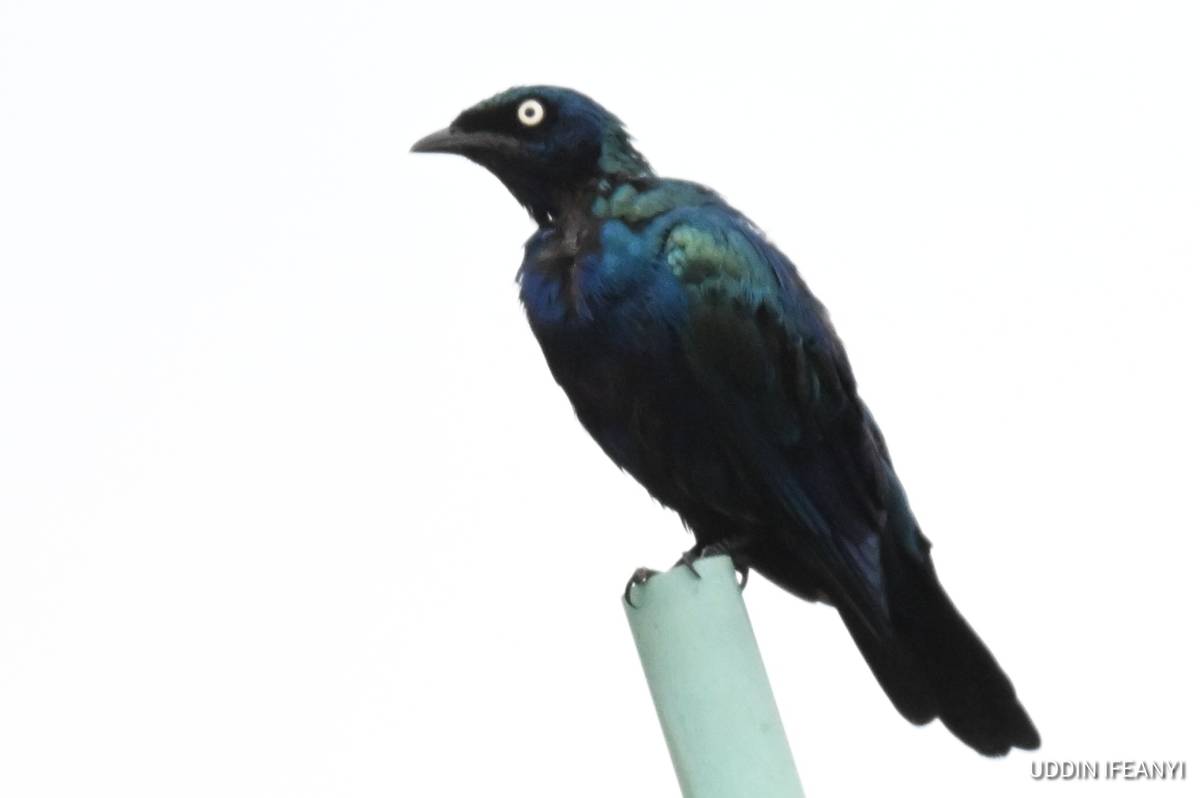 The Splendid Starling's (Lamprotornis splendidus) glossy feathers shimmer from blue to green dependi...