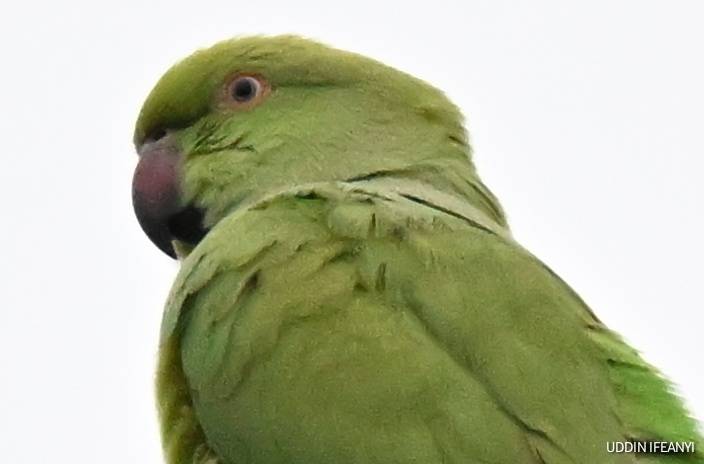 The Rose-ringed Parakeet (Psittacula krameri), one of the world’s most successful parrots, is native...