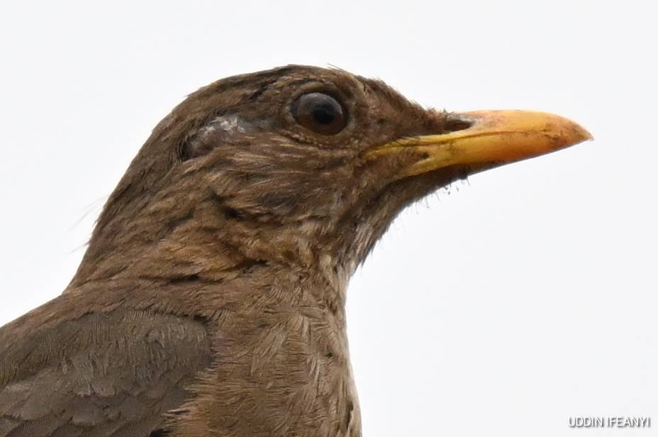 The African Thrush (Turdus pelios) is an adaptable bird, equally at home in forests, parks and subur...