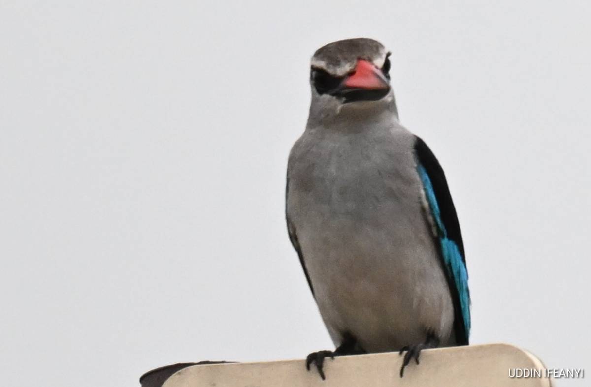 In many parts of Africa, the Woodland Kingfisher’s (Halcyon senegalensis) arrival coincides with the...