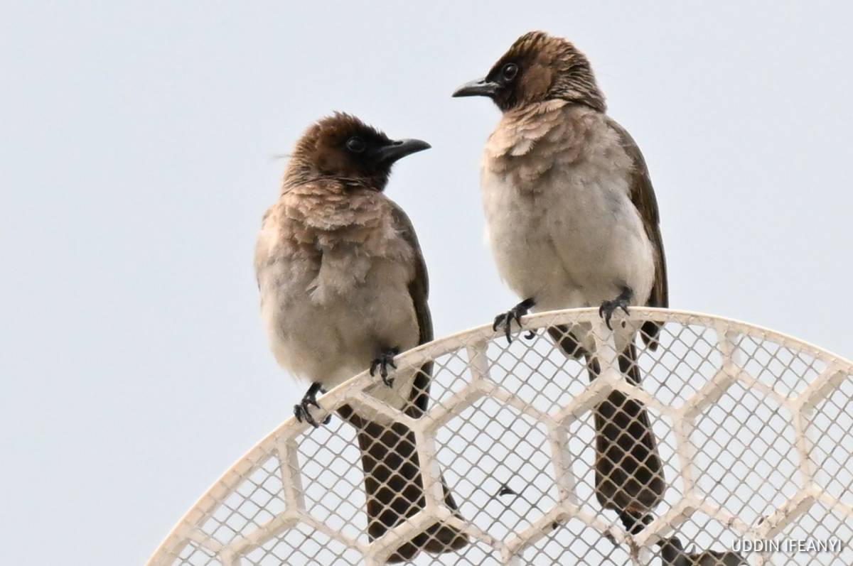 In spite of its unassuming appearance, the Common Bulbul (Pycnonotus barbatus) is an important seed...