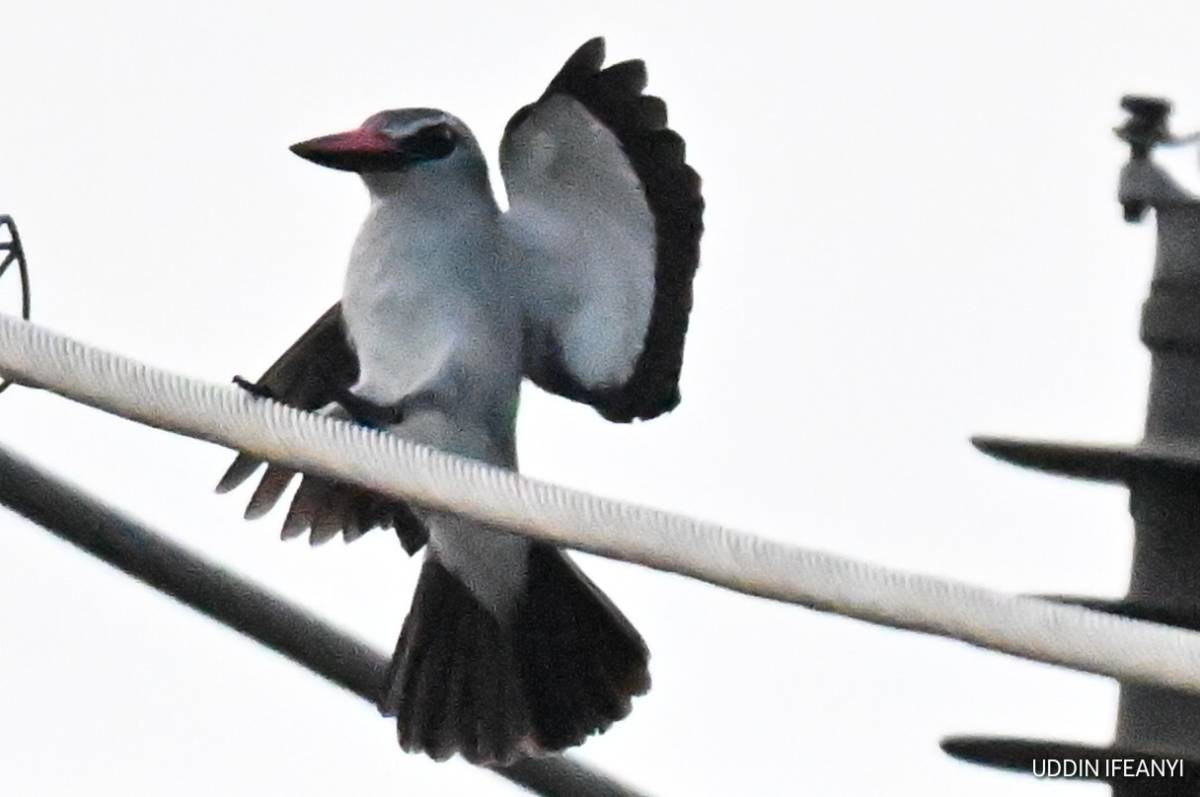 In many parts of Africa, the Woodland Kingfisher’s (Halcyon senegalensis) arrival coincides with the...