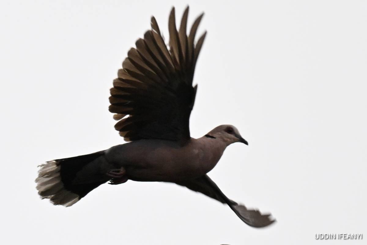 The Red-eyed Dove’s (Streptopelia semitorquata) crimson iris and gentle, mournful call make it one o...