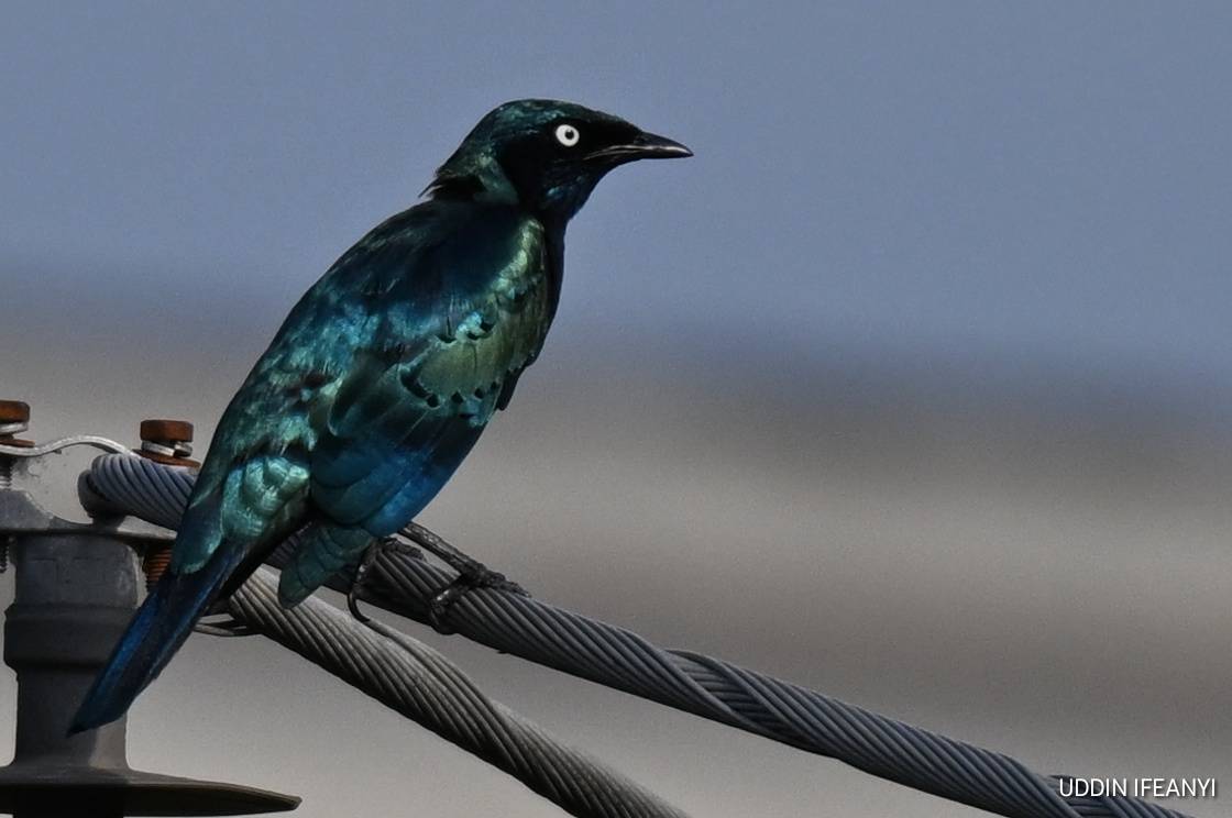 The Splendid Starling's (Lamprotornis splendidus) glossy feathers shimmer from blue to green dependi...