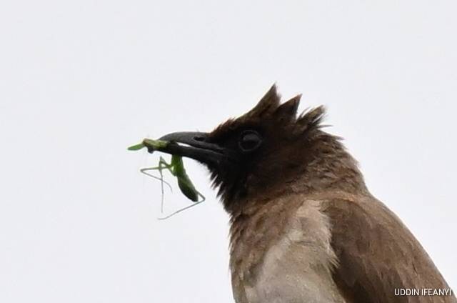 In spite of its unassuming appearance, the Common Bulbul (Pycnonotus barbatus) is an important seed...