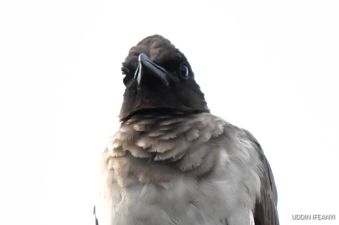 In spite of its unassuming appearance, the Common Bulbul (Pycnonotus barbatus) is an important seed...