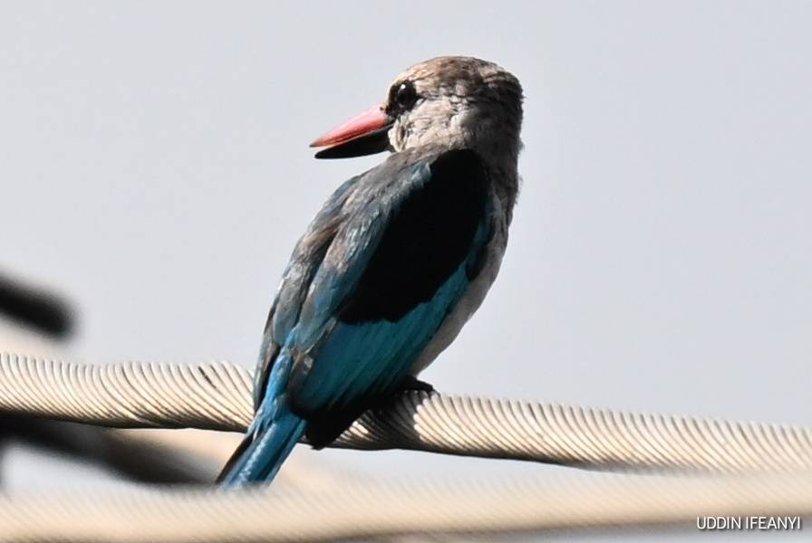 In many parts of Africa, the Woodland Kingfisher’s (Halcyon senegalensis) arrival coincides with the...