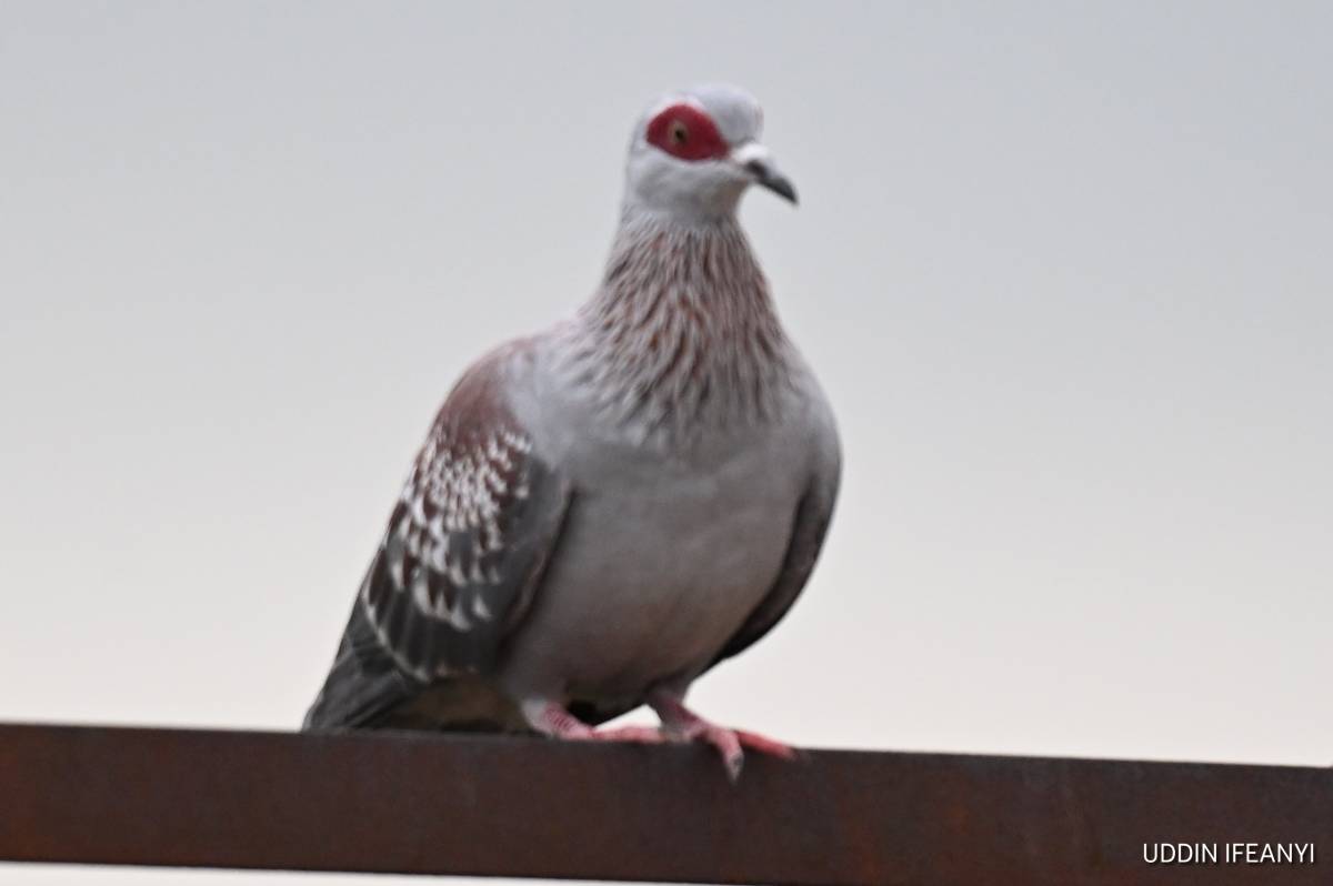 One of Africa’s most familiar city birds, the Speckled Pigeon (Columba guinea) is recognised by its...