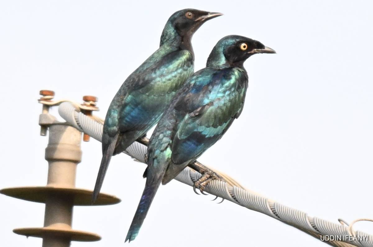 The Splendid Starling's (Lamprotornis splendidus) glossy feathers shimmer from blue to green dependi...