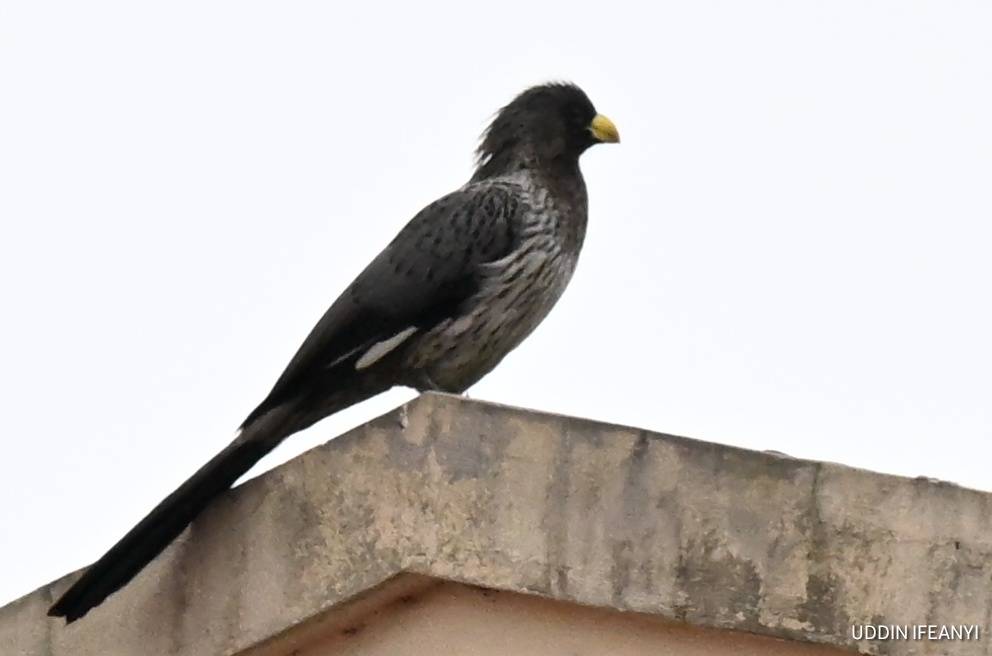 Known for their loud, unmistakable calls, Western Plantain-eaters (Crinifer piscator) are among the...