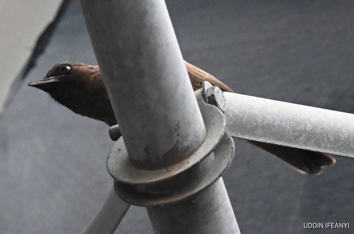 In spite of its unassuming appearance, the Common Bulbul (Pycnonotus barbatus) is an important seed...