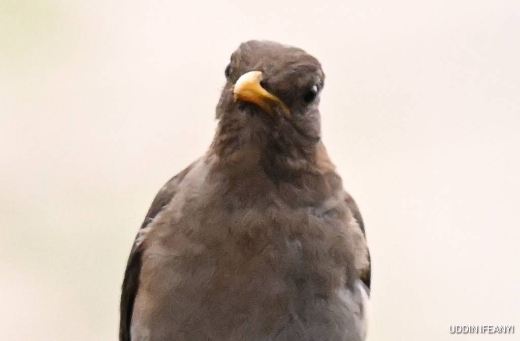 The African Thrush (Turdus pelios) is an adaptable bird, equally at home in forests, parks and subur...