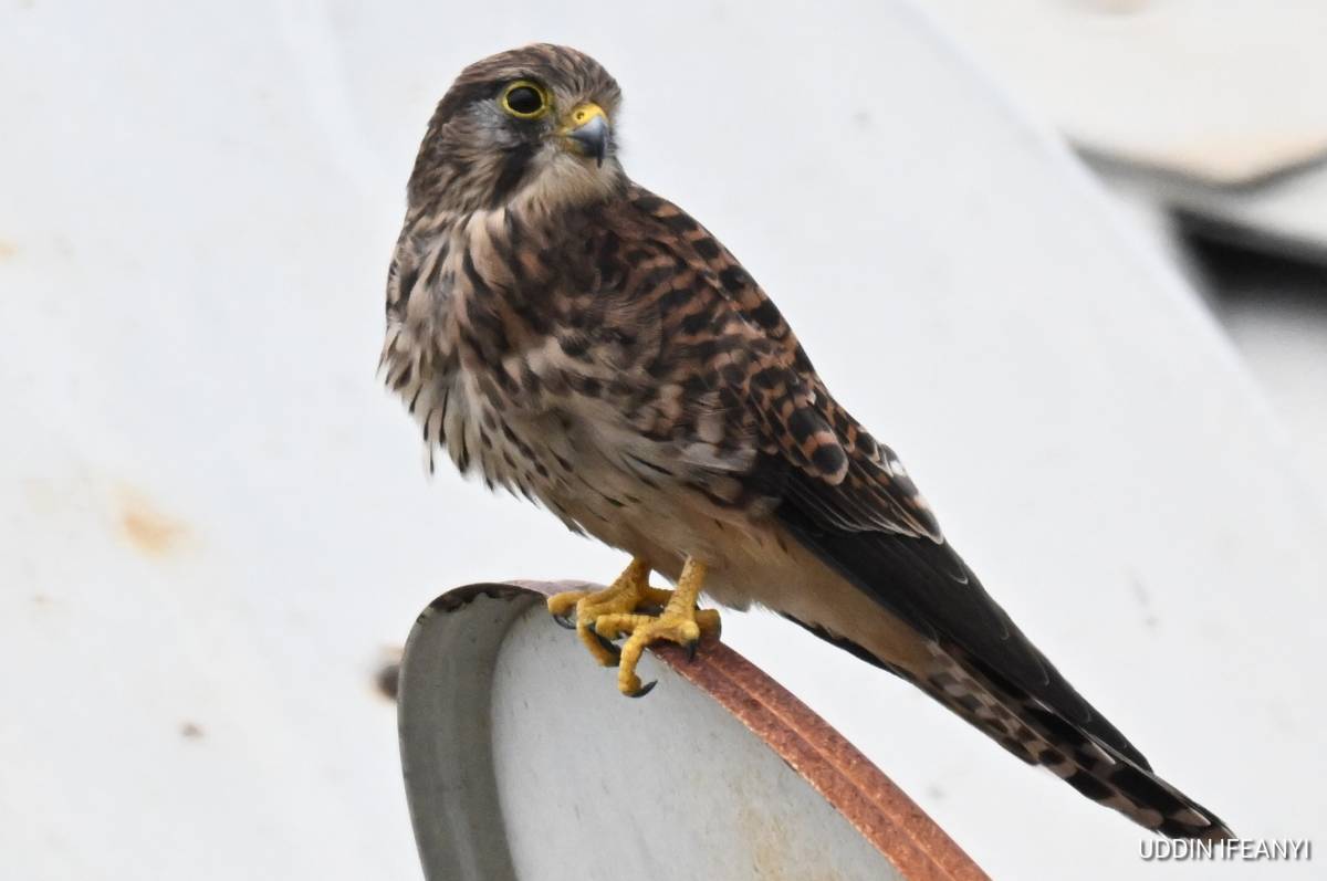 Best known for its ability to hover motionless in the wind, the Common Kestrel (Falco tinnunculus) c...
