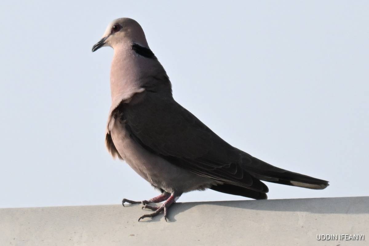 The Red-eyed Dove’s (Streptopelia semitorquata) crimson iris and gentle, mournful call make it one o...