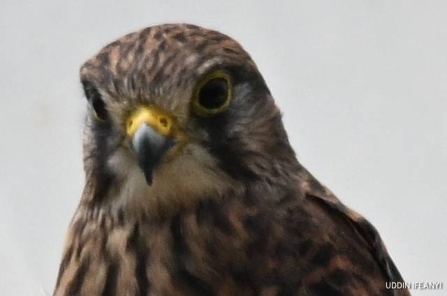 Best known for its ability to hover motionless in the wind, the Common Kestrel (Falco tinnunculus) c...