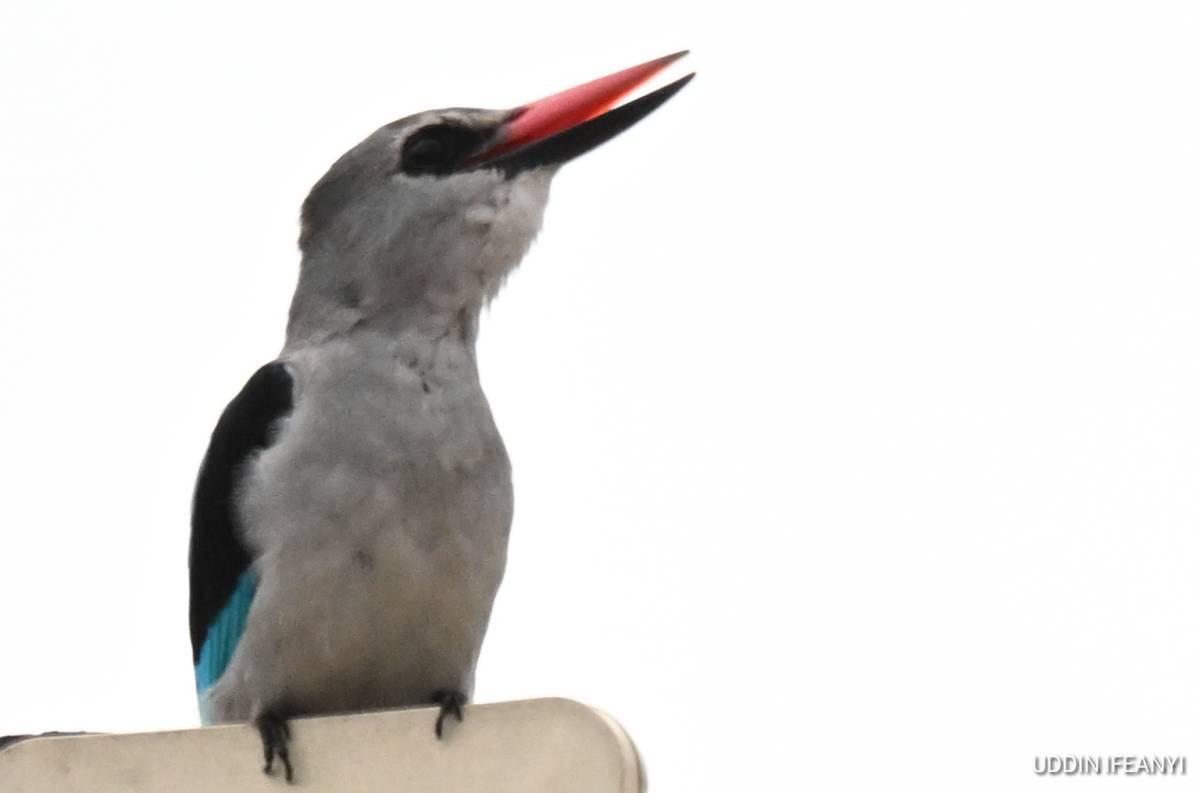 In many parts of Africa, the Woodland Kingfisher’s (Halcyon senegalensis) arrival coincides with the...