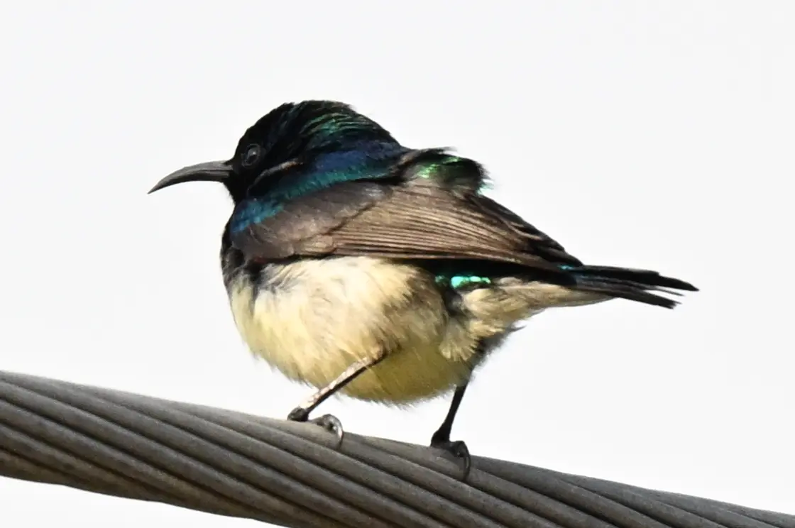 Variable Sunbirds (Cinnyris venustus) are active nectar-feeders, visiting a wide variety of flowerin...