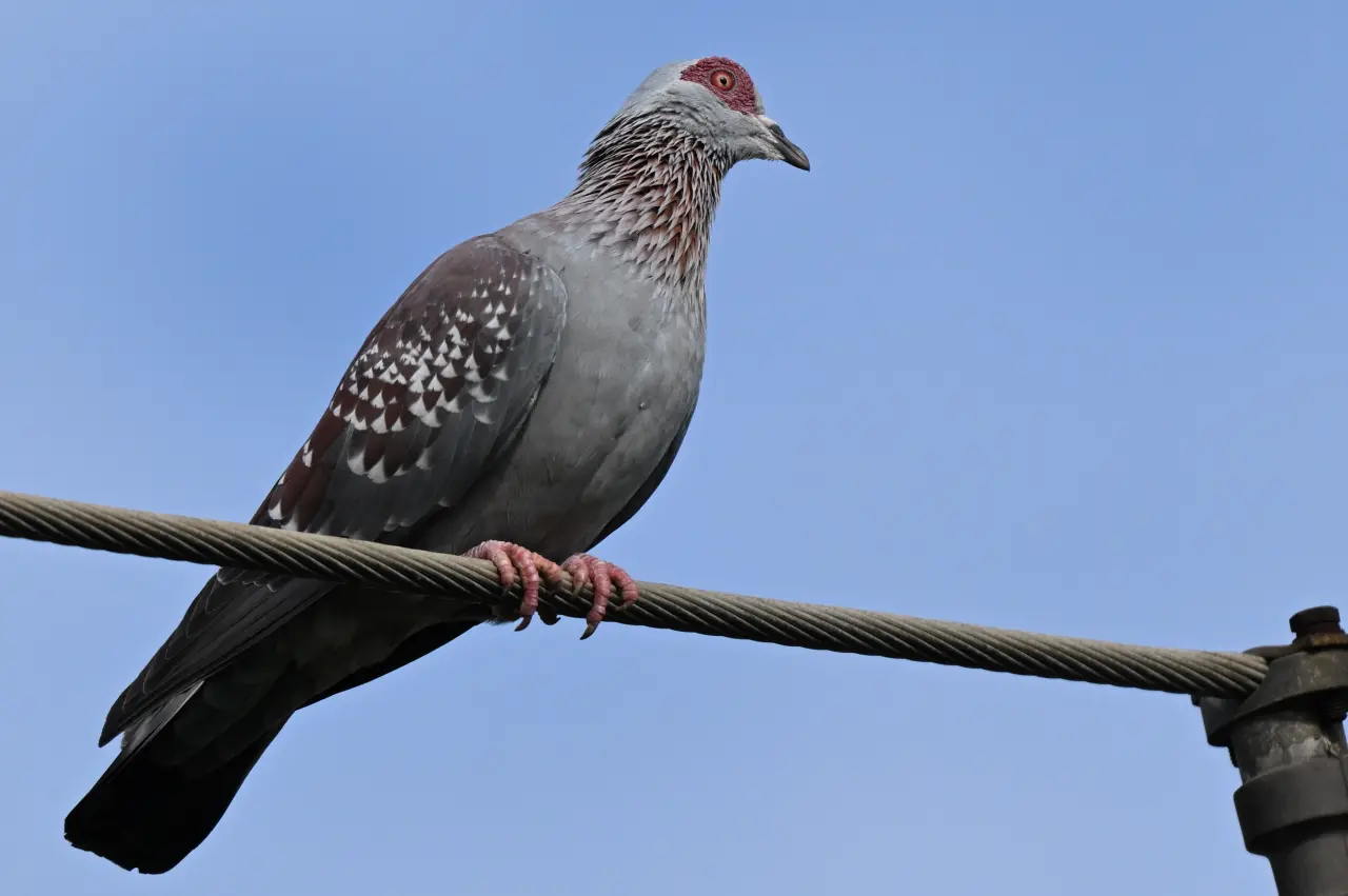 One of Africa’s most familiar city birds, the Speckled Pigeon (Columba guinea) is recognised by its...