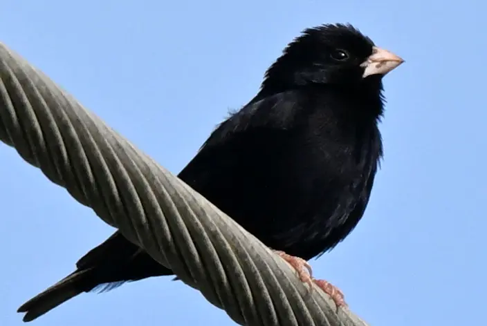 Despite its size (small), the Village Indigobird (Vidua chalybeata) is a brood parasite.
Rather tha...