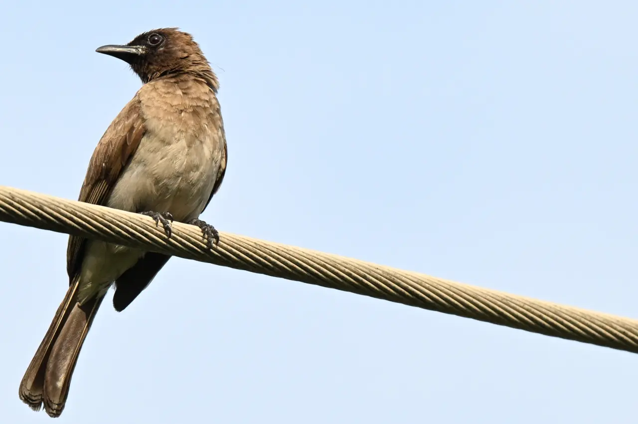 In spite of its unassuming appearance, the Common Bulbul (Pycnonotus barbatus) is an important seed...