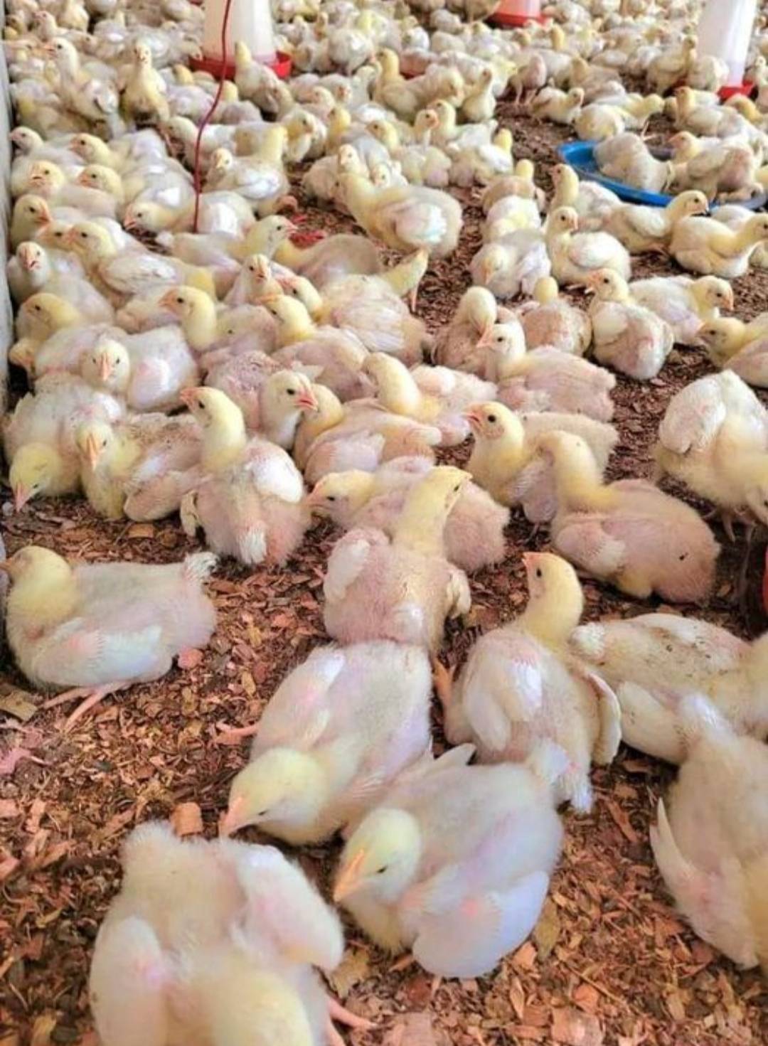 THE FORGOTTEN NUTRIENT IN POULTRY.
Water is the most critical nutrient in poultry production, often...