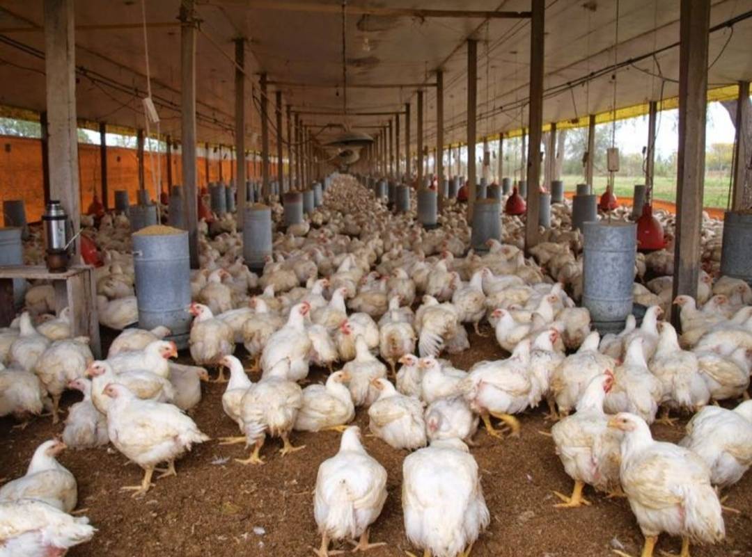 TYPES OF POULTRY HOUSING
1. Deep litter system (also called built-up litter or deep bedding) is a c...