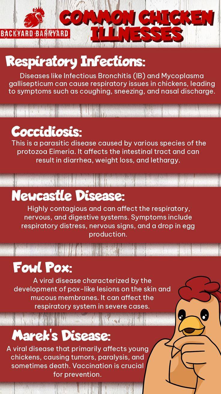 QUICK TIP: Common Chicken Illnesses Every poultry farmer should know.