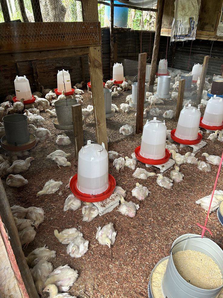 What's stopping you from having a poultry farm?. START SMALL TODAY