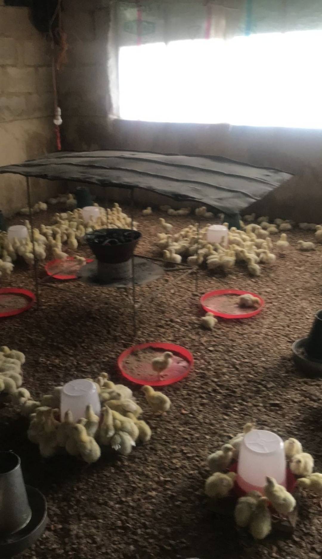 SOME STEPS TO TAKE BEFORE YOUR DAY OLD CHICKS ARRIVE.
🎯Clean the brooding pen and put your wood sh...