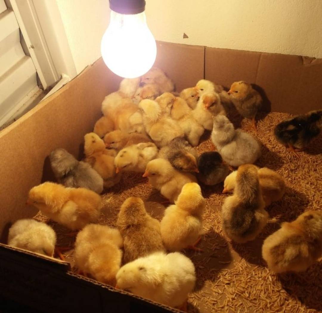 QUICK TIP: Lighting is critical for day-old chicks (newly hatched broiler, layer) because it directl...