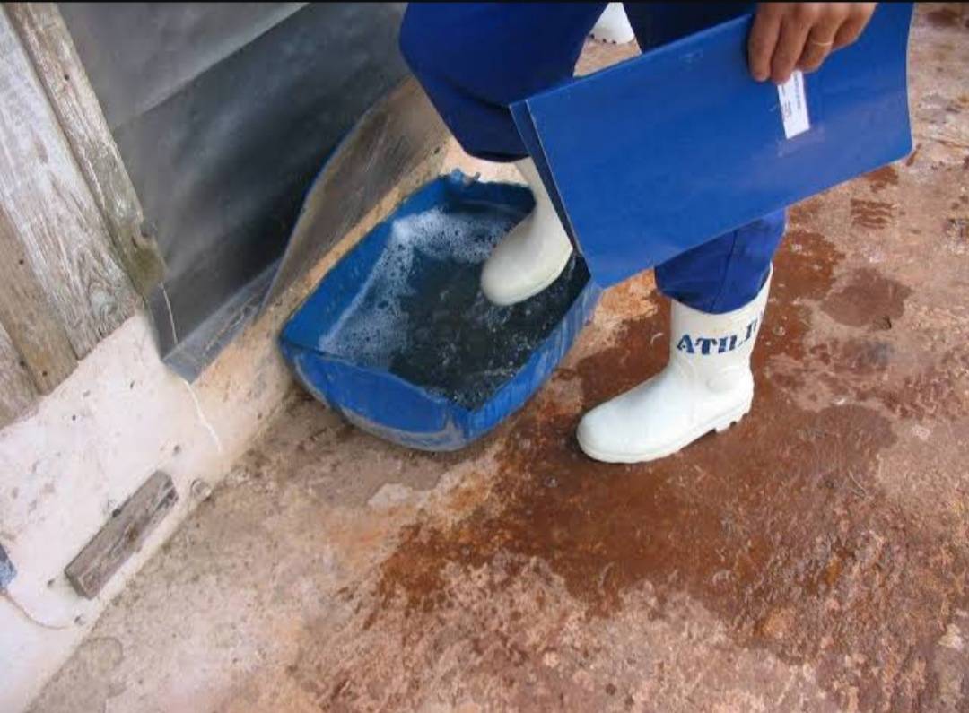 BIOSECURITY IN POULTRY.
A poultry foot dip is a crucial biosecurity measure placed at entryways to...