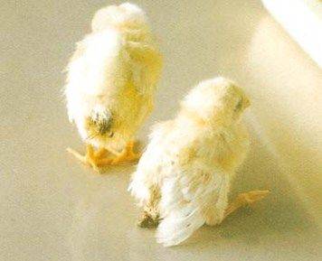 QUICK TIP: One Major signs to look out for when buying day old chicks
🎯Pullorum disease: Pullorum...