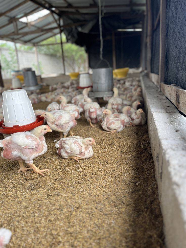 DISADVANTAGES OF ARTIFICIAL BOOSTERS IN POULTRY.
Artificial boosters are lab-made or chemically sy...
