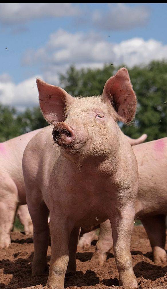 QUICK TIP : As a beginner in Piggery, all you need is a MALE( boar) and FEMALE(sow) PIG.
A Sow can...