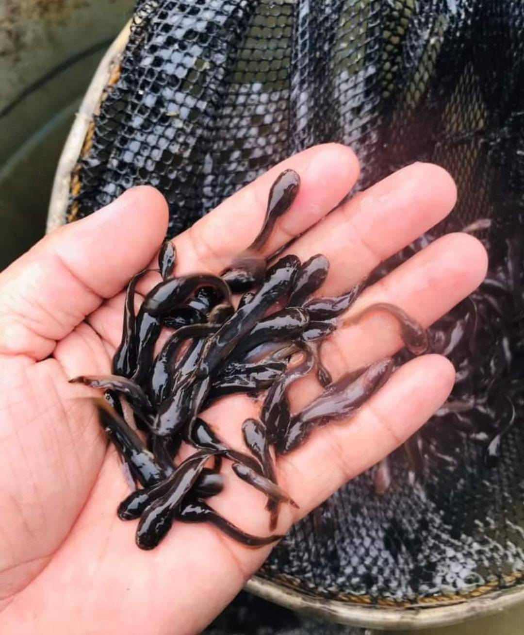QUICK TIP : Always fertilize your fish pond before starting a fish farm.
Fertilizing a catfish pond...