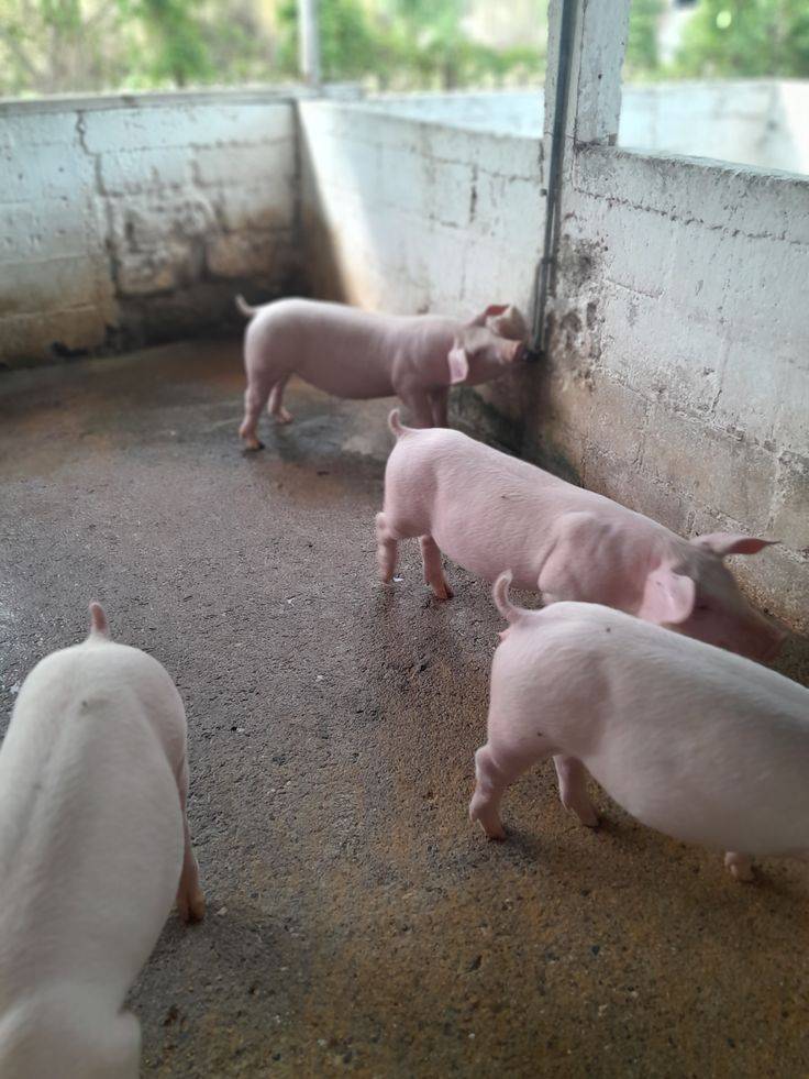 DO THIS TO ACHIEVE GOOD RESULT IN YOUR PIGGERY.
๐ Focus on consistent feeding, clean water, and ea...