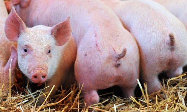 QUICK TIP :
Tail docking (cutting off part of a piglet’s tail) is a common practice in commercial p...