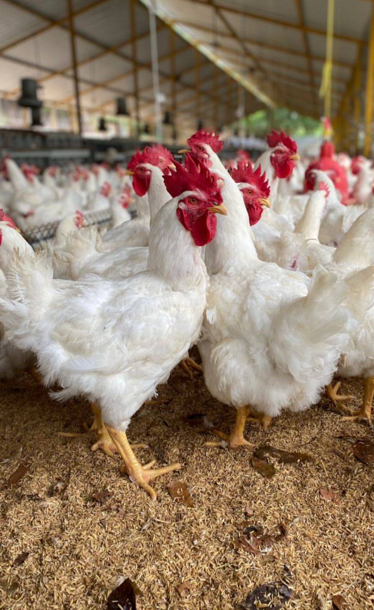 PROFIT IN POULTRY. 
One of the biggest challenges poultry, fishery and piggery farmers face is deter...