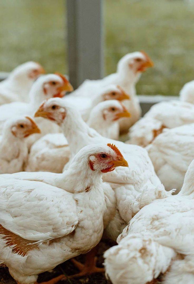 Quick Tip for Broiler Farmers:
Once broilers are kept beyond three months, losses typically begin...
