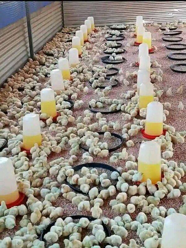 Quick Tip: Cleanliness and good hygiene in poultry is next to great PROFIT.