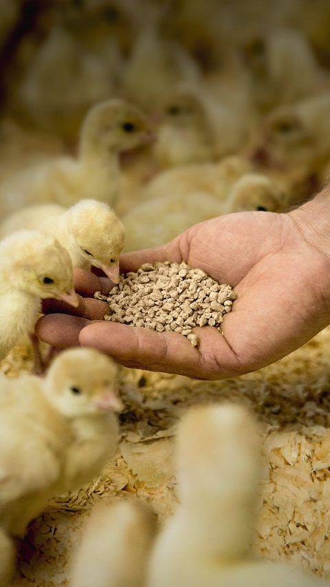FEEDING MISTAKE TO AVOID IN POULTRY:
π Abrupt Feed Transitions
One common feeding error in poultry...