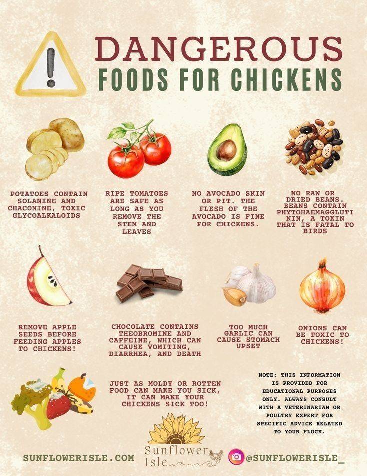 Quick Tip : Dangerous foods for your Chicken.